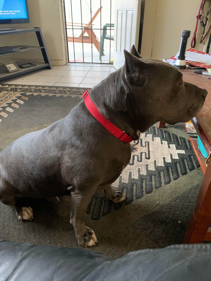 My Rescue Boy Bear. He Was In A Shelter For Almost A Year. He’s The Friendliest Dog Ever, Wonderful With My Grandkids And A Giant Lap Hound