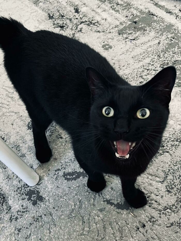 Rescued This Handsome Yelly Void After He’d Been Coming To My Door For Two Weeks (Getting Him Checked For A Microchip At The Vet)