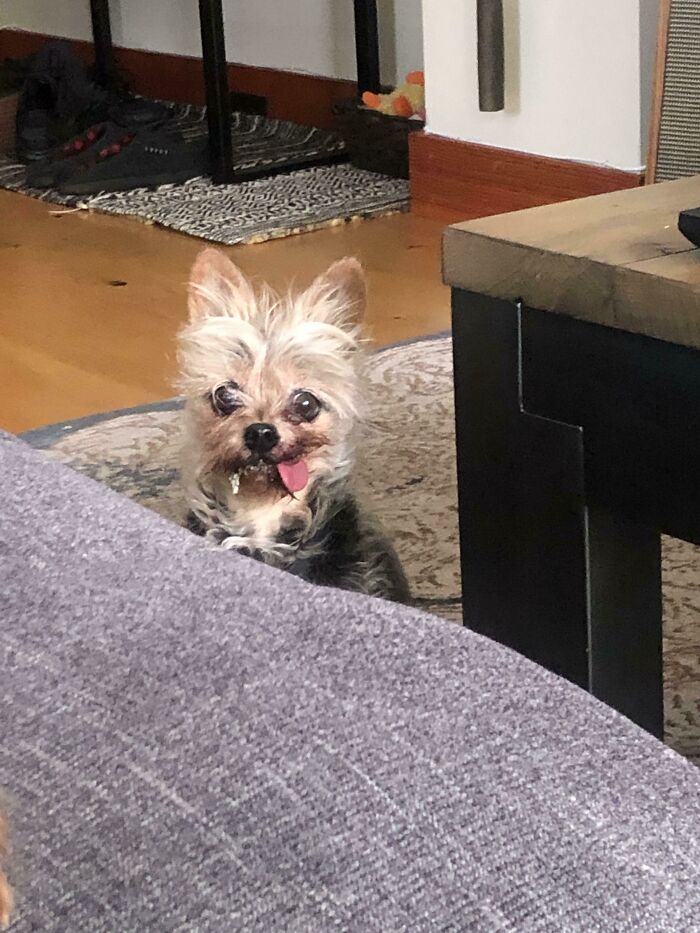 Senior Rescue Has No Teeth So She Can Be A Messy Eater!