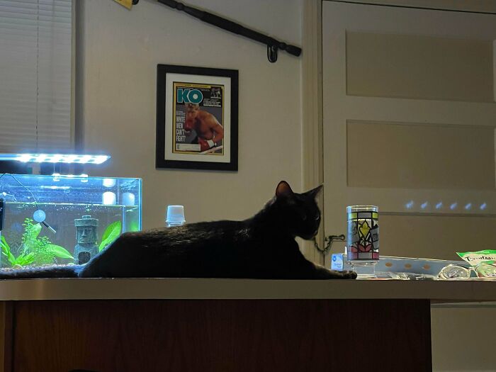 I Always Had Dogs Growing Up And Never Interacted With Cats Because Of My Mom’s Allergies. My Boyfriend And I Got A Black Cat Yesterday And She’s Changed My Opinion On All Cats Ever. (10 Month Old Rescued Off The Street)