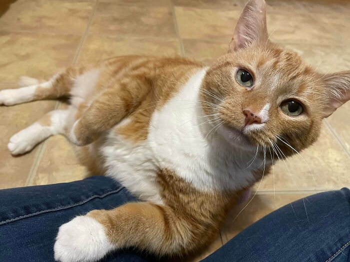 I Thought I Would Share My Boy Here. I Love Him. He’s A Rescue, But Who Really Rescued Who? He’s Been There For Me With Everything