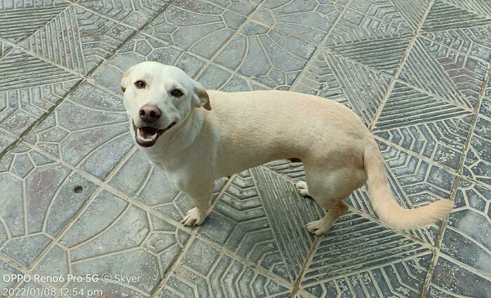 My Rescue Girl Luna Always Smiles At Me Like This When We Go For A Walk!
