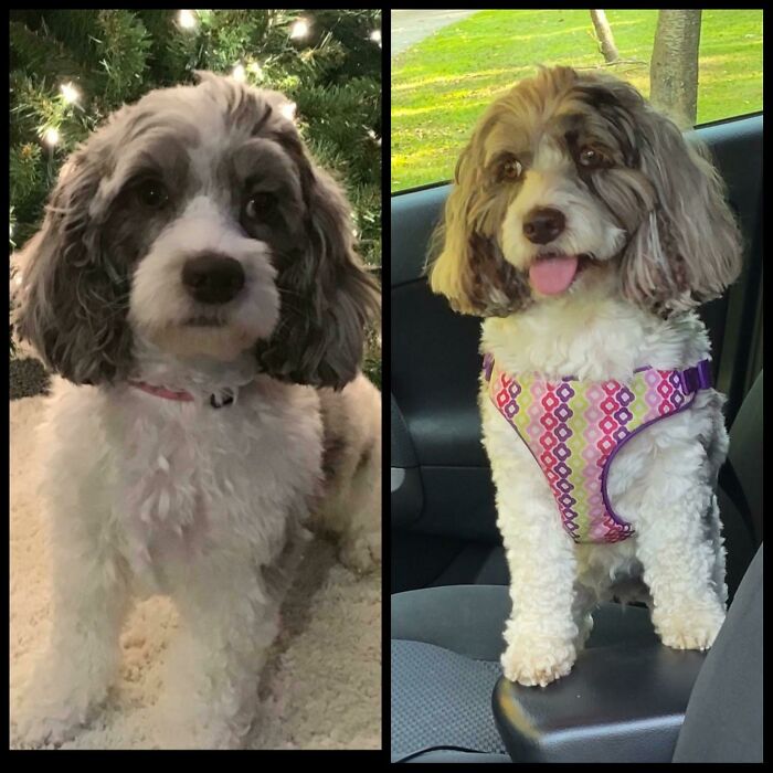 Meet My Mom's Rescue Dog, Shayna!!