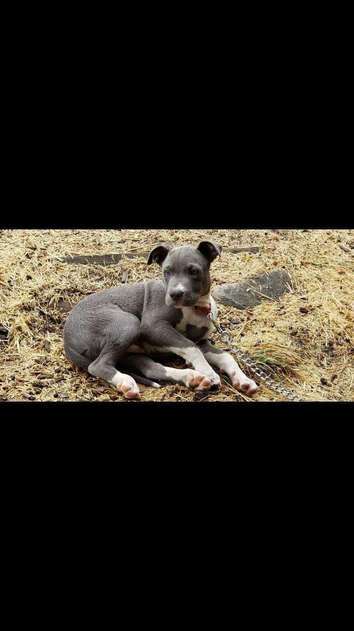 Rescued My Boy From A Dude That Bought Him And Just Chained Him To A Tree For Months And Had Him Sleep In A Broken Freezer Outside. Now He Gets To Run Around Free And Sleeps In Bed With Me At Night