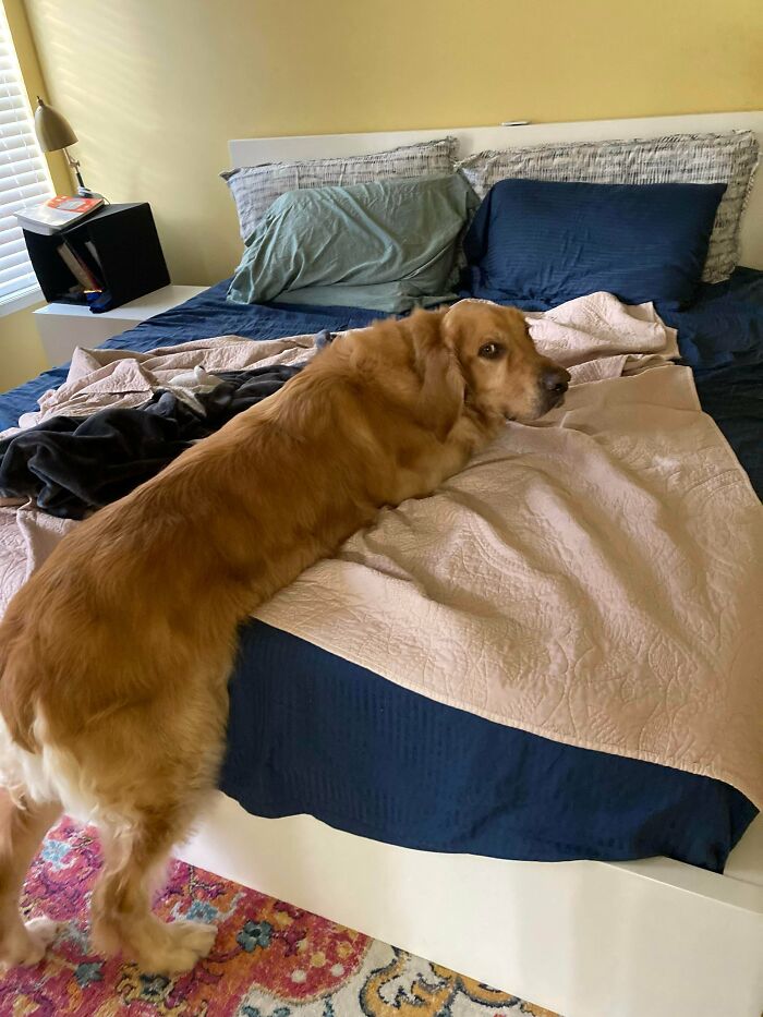 Adopted This Boy A Month Ago From A Local Rescue. We Were Told He Was A Big Boy But We Weren’t Prepared Lol More To Love! Fyi - This Is A King Bed. 8lb Senior Cat For Scale In Second Pic.