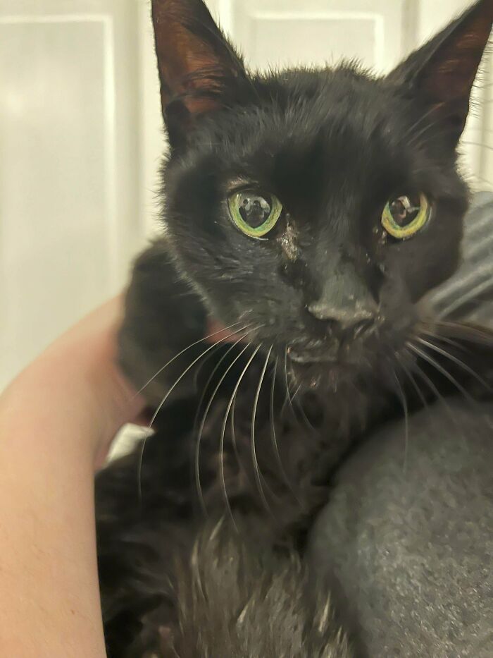 I Rescued The Sweetest Cat Tonight From The Cold. She Has A Warm Bed And Food Tonight And Is Resting And Purring. She Is Very Malnourished Though So I’m Pretty Worried For Her. I Will Take Her To Vet In The Morning. Send Positive Vibes Her Way!