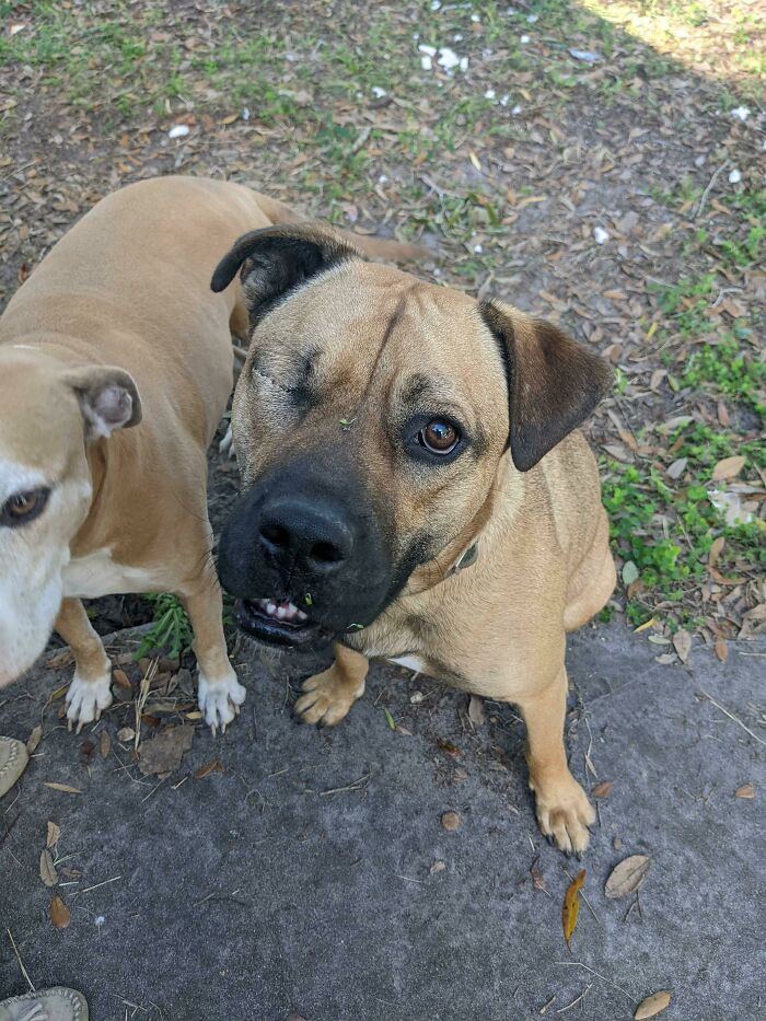 Mi mamá rescató este pitbull Pirata para que su otro pitbull pudiera tener un amigo. ¡Os presento a Remy!