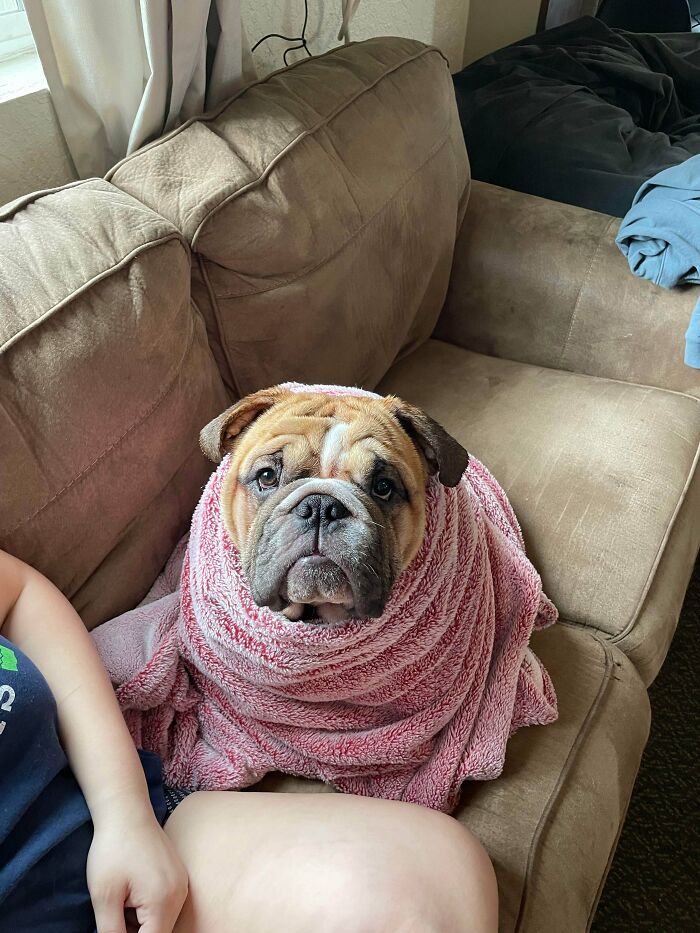 Acabo de rescatar a este atractivo hombre. Su nombre es Appa