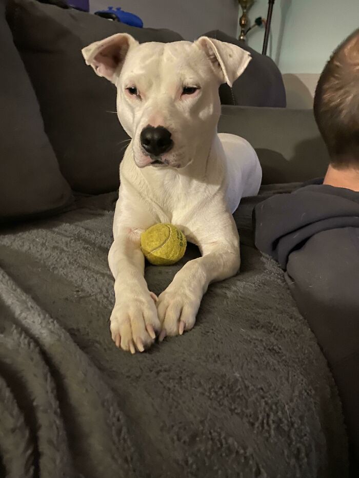 This Is Bee, Our Rescue Hippo. The Rescue Listed Her As Staffordshire/Dalmatian But We Aren’t Sure