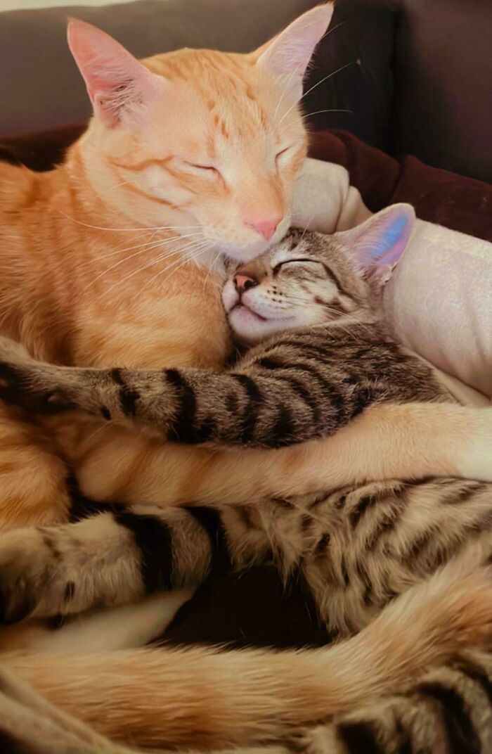 Rescued A Lost Tabby During Monsoon Rains But Was Lowkey Worried If My Other Boy Would Accept Him, I Guess They’re Doing Just Fine