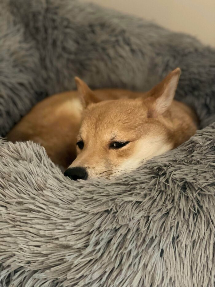 My 5 Month Shiba. Adopted Just Yesterday From A Local Rescue. I Feel Like I Won The Puppy Lottery