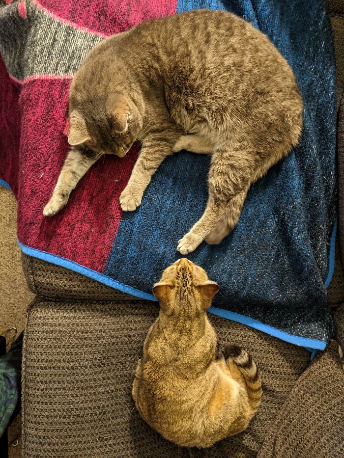 Vet: Uhh, Your Rescue Cat, Miss Kevan, May Be A Low-Mid Generation Savannah Cat. (Next To 14 Year Old Normal Sized Clarysse For Scale)