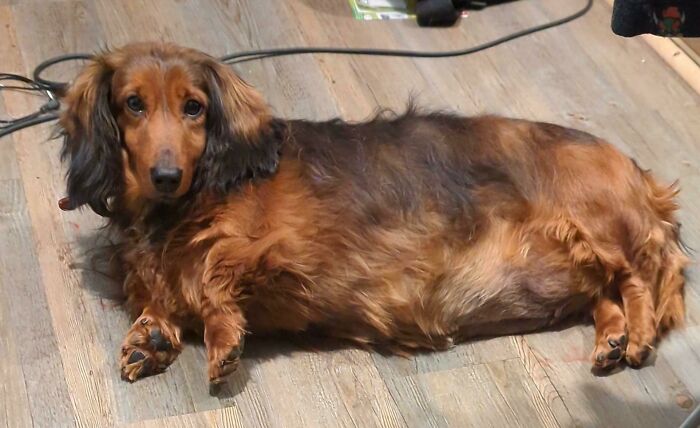 We Just Rescued This Little Pudding. She's Called Penny. She's Very Overweight. Any Advice/Tips On Getting Her Weight Down Would Be Very Much Appreciated