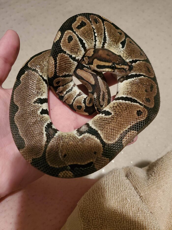 Rescued This Poor Fella From A Neglect Situation Last Night. Hoping I Can Bring Him Back To Good Health!