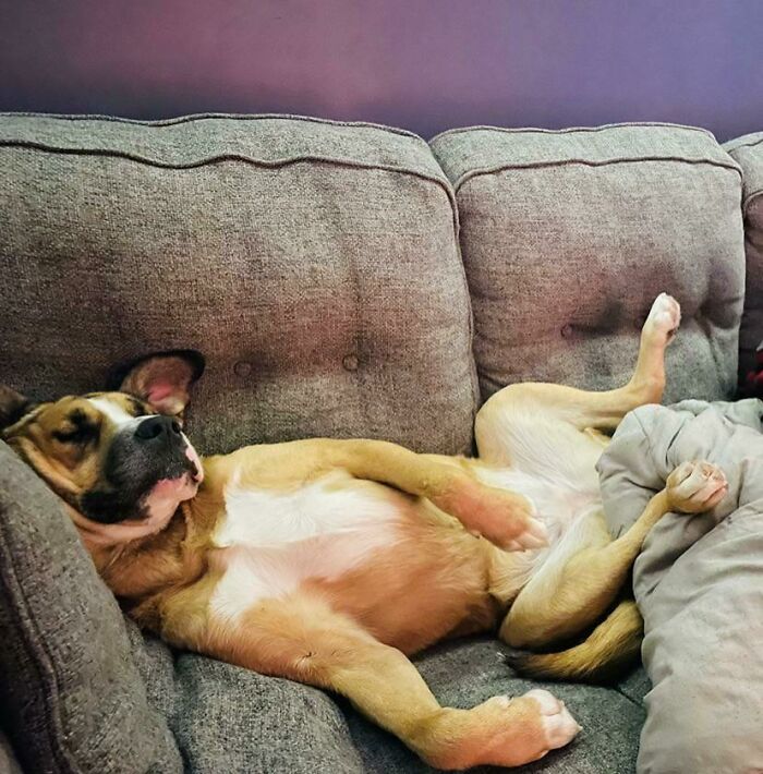 My Rescue Girl Who Was “Likely Never Going To Be Able To Trust”