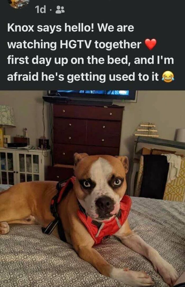 Another Heartwarming Pitbull Rescue Story