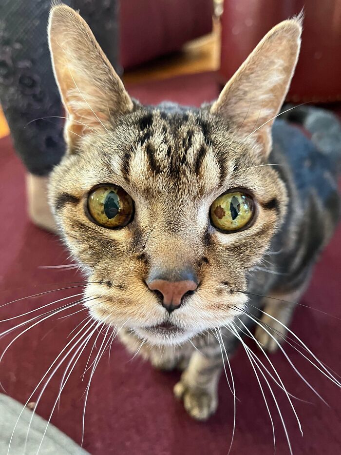 Mi amigo acaba de adoptar un gato de 18 años llamado Cat