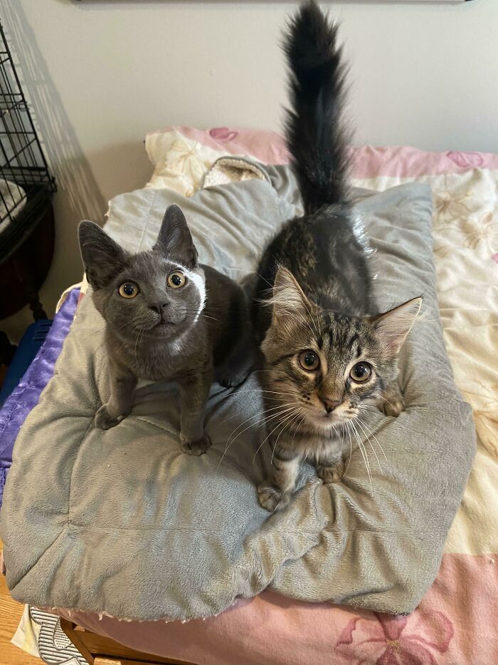 My Precious Boys Chucky And Freddy Got Adopted Today