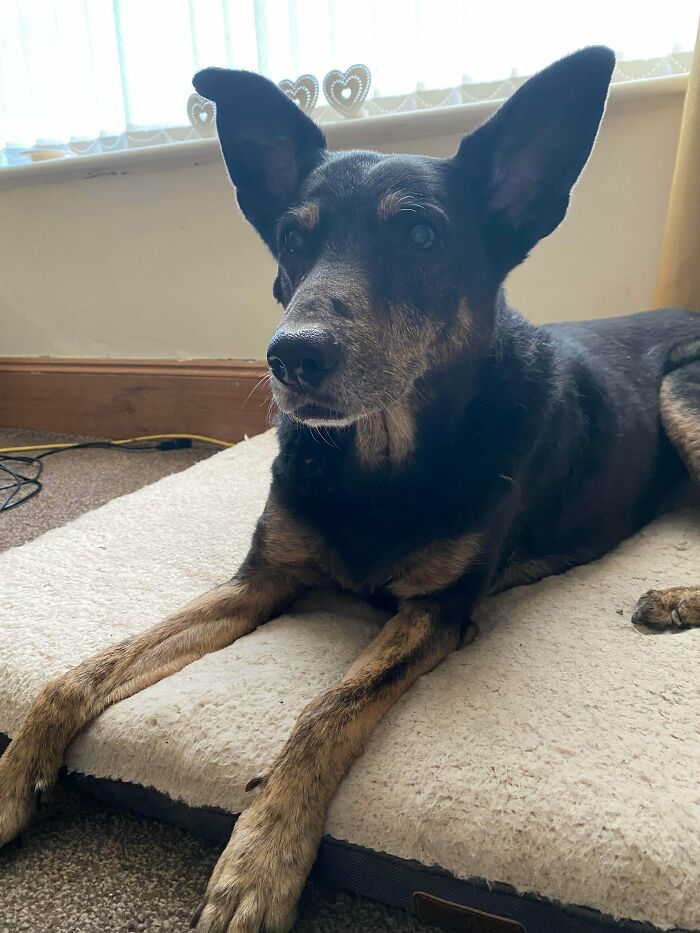 Happy 15th To This Old Lady, We Adopted Her At 14 Weeks Old