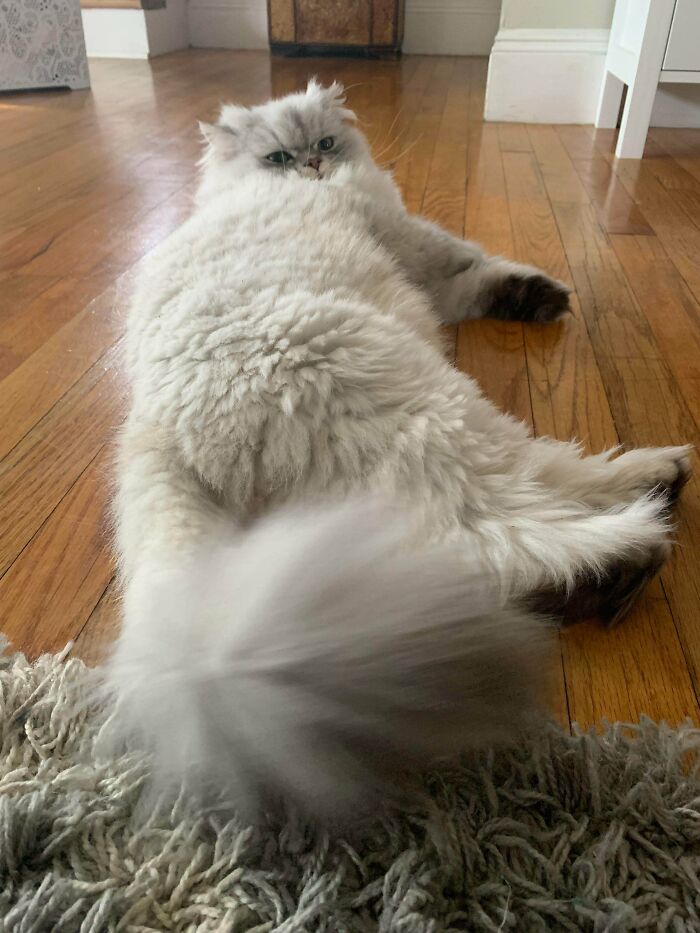 We Just Adopted This Boy!