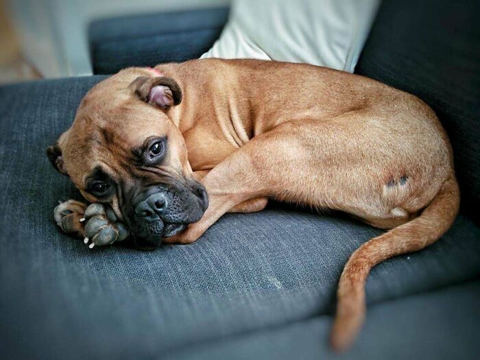 Meet Our Newly Adopted Dog, Lincoln!