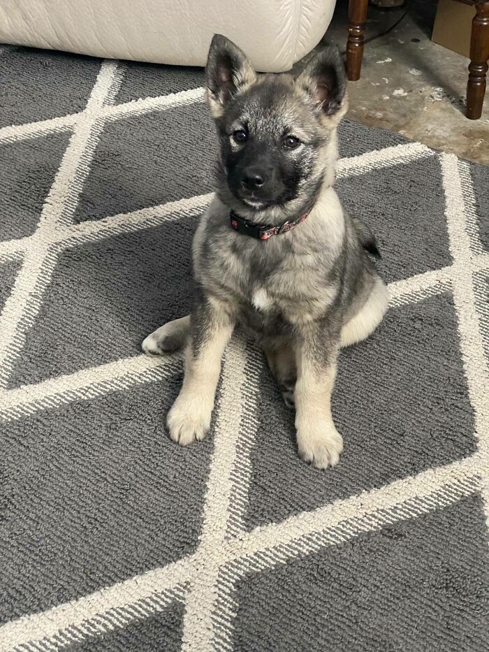 Freya Our Adopted Norwegian Elk Hound