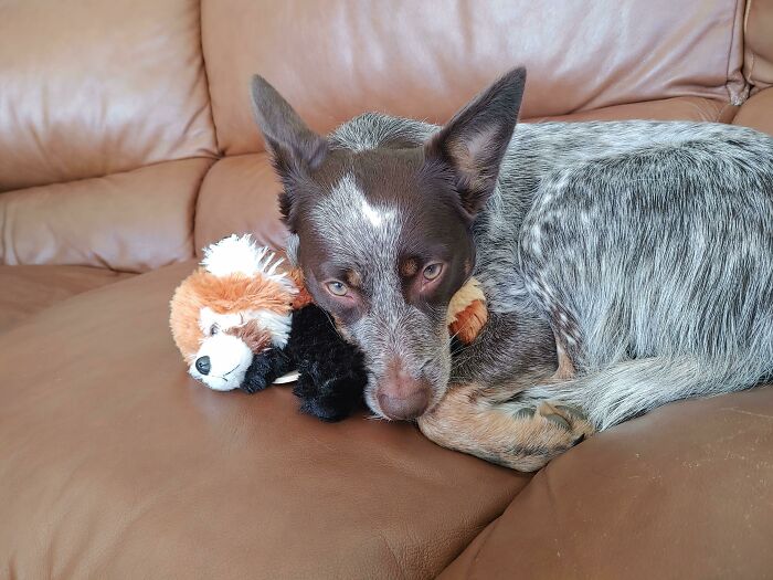 She Always Wanted A "Baby", So She Adopted A Red Panda Stuffie