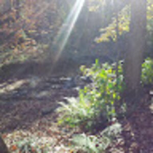 francinemelcher avatar