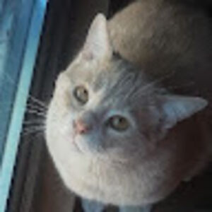 alisonkennedy avatar