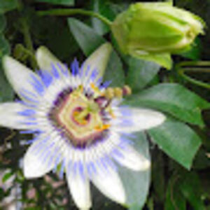 gabrielchandler avatar