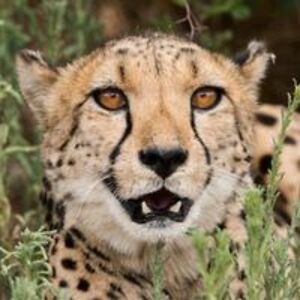 jessicarwickham avatar