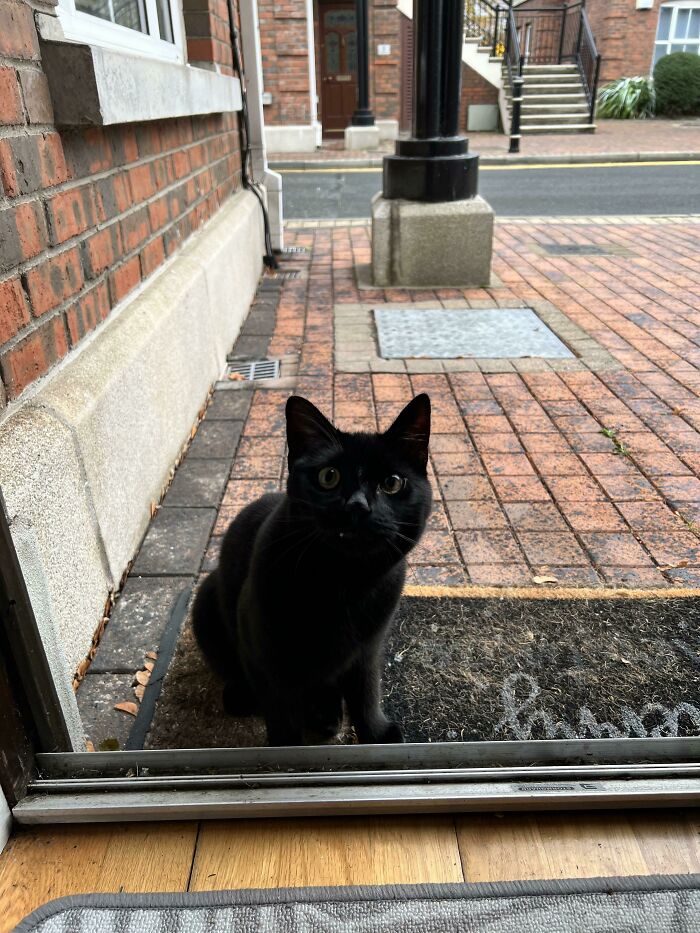 Opened The Door To This Stray. It’s The Middle Of Winter. I Now Own A Cat