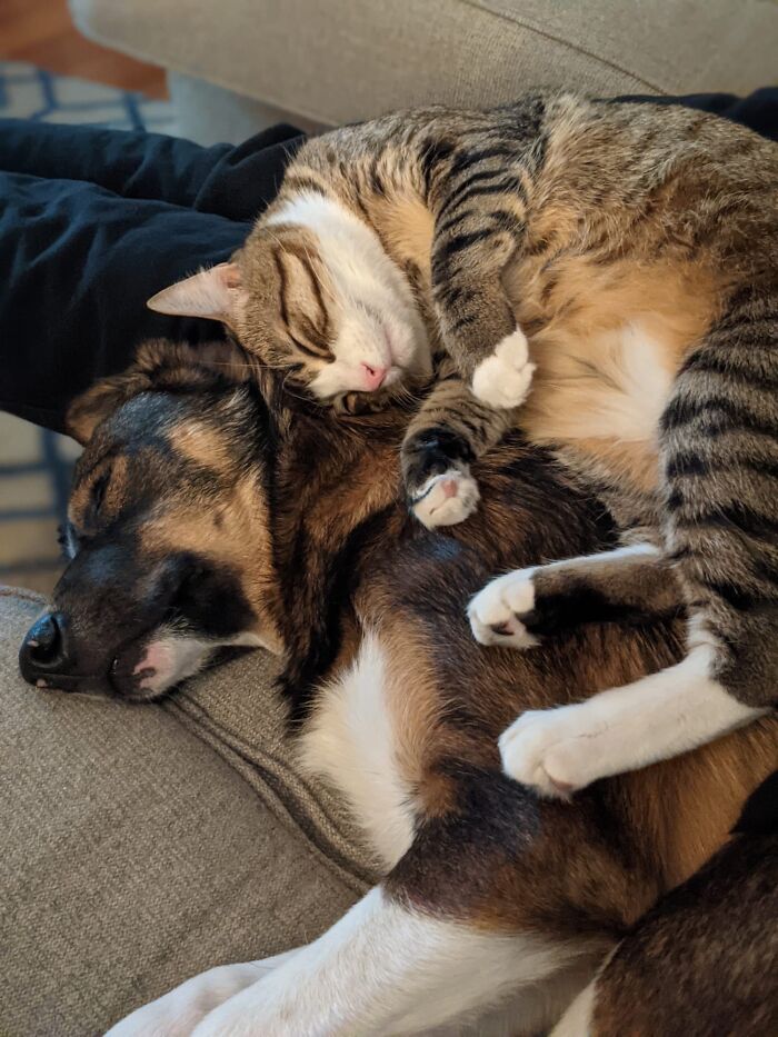 My Girlfriend’s Cat Decided The New Puppy Was Okay Last Night After 2 Months Of Keeping His Distance