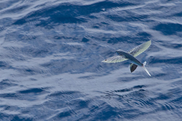 30 Of The Most Creepy Or Weird Things People Witnessed In Oceans, As Shared In This Online Group