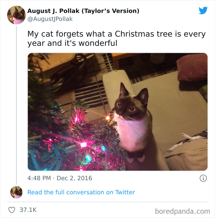 Blessed_forgetfulcat