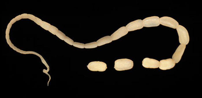 People Are Sharing 35 Not Fun Facts They Wish They Didn't Know