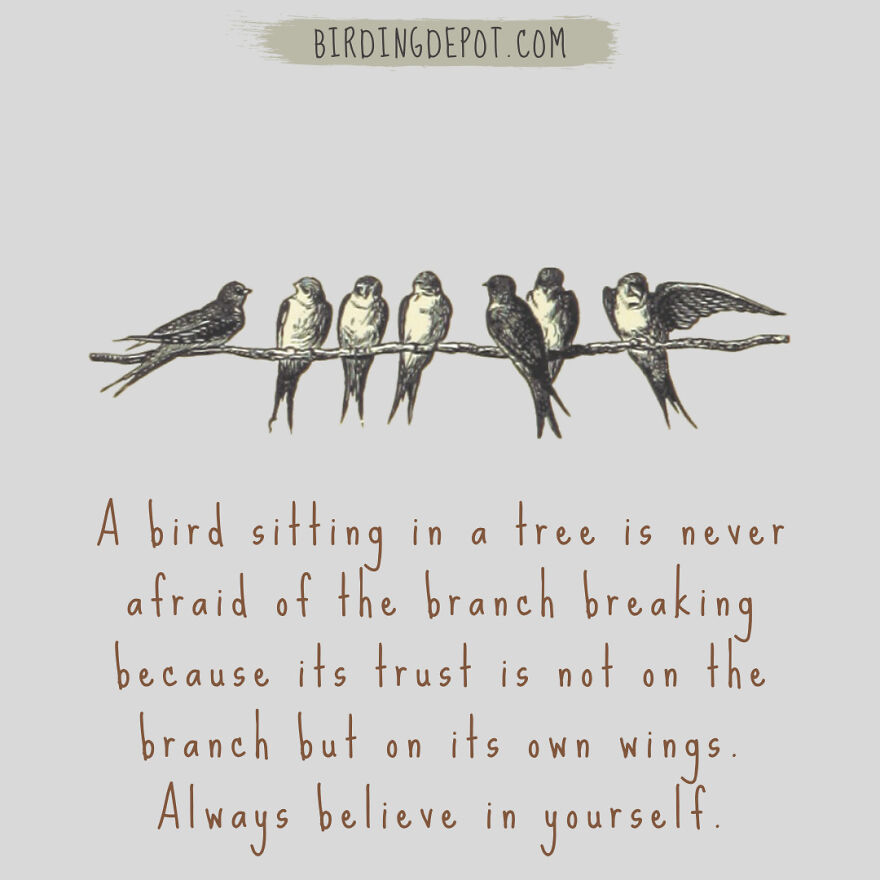 A Bird Does Not Sing