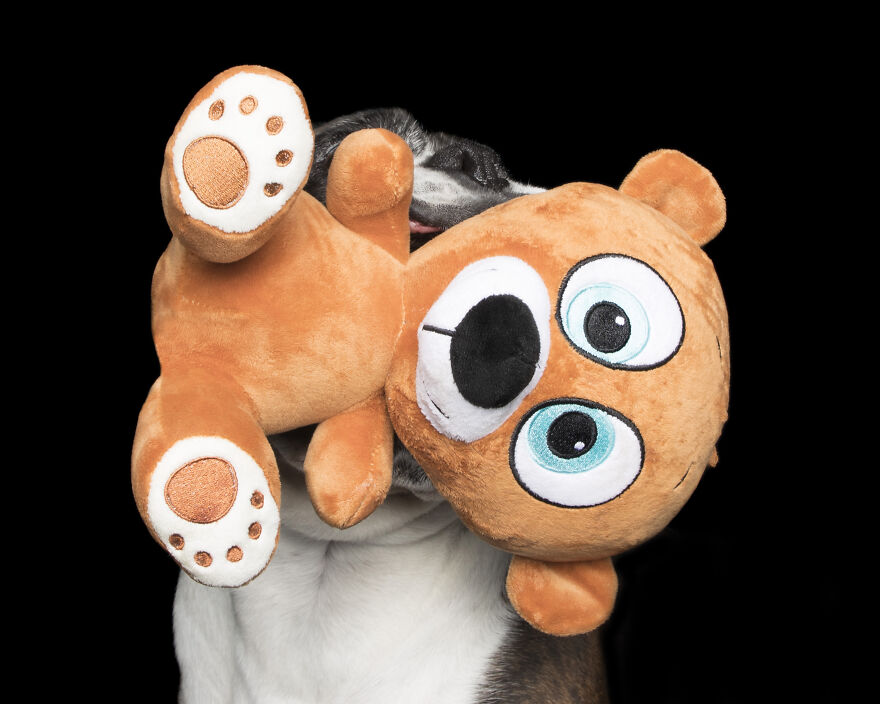 Dozer And The Orange Teddy Bear