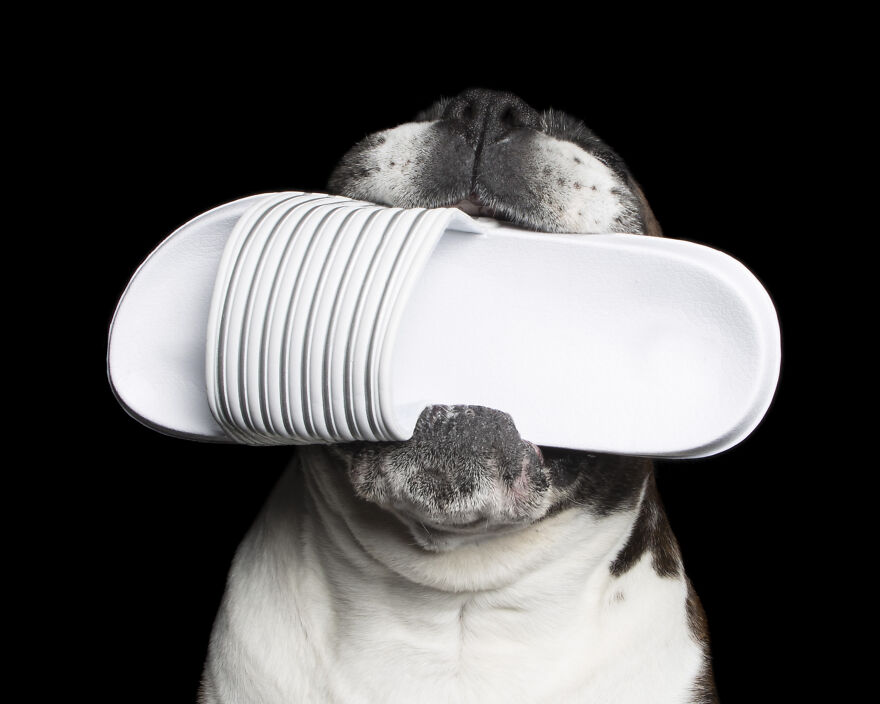 Dozer And The White Shoe