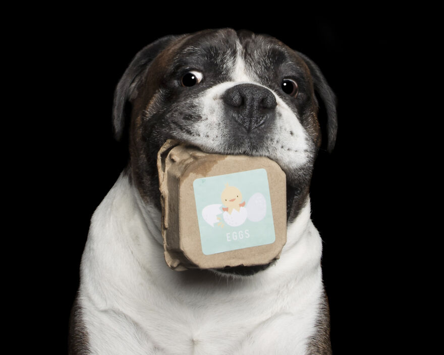 Dozer And The Egg Carton