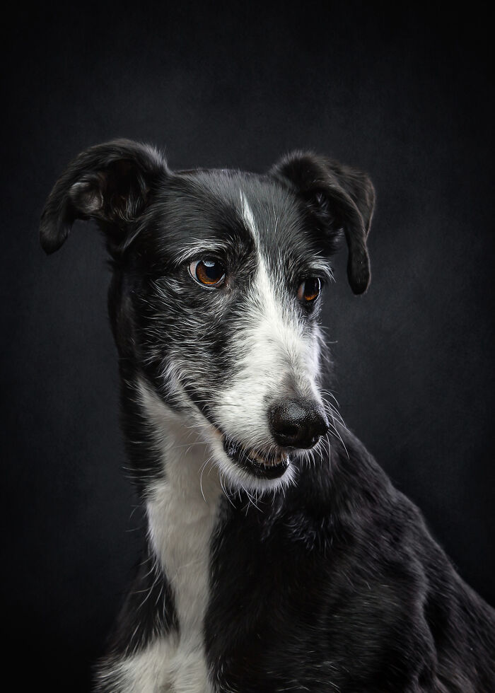 Dia Del Galgo– World Galgo Day