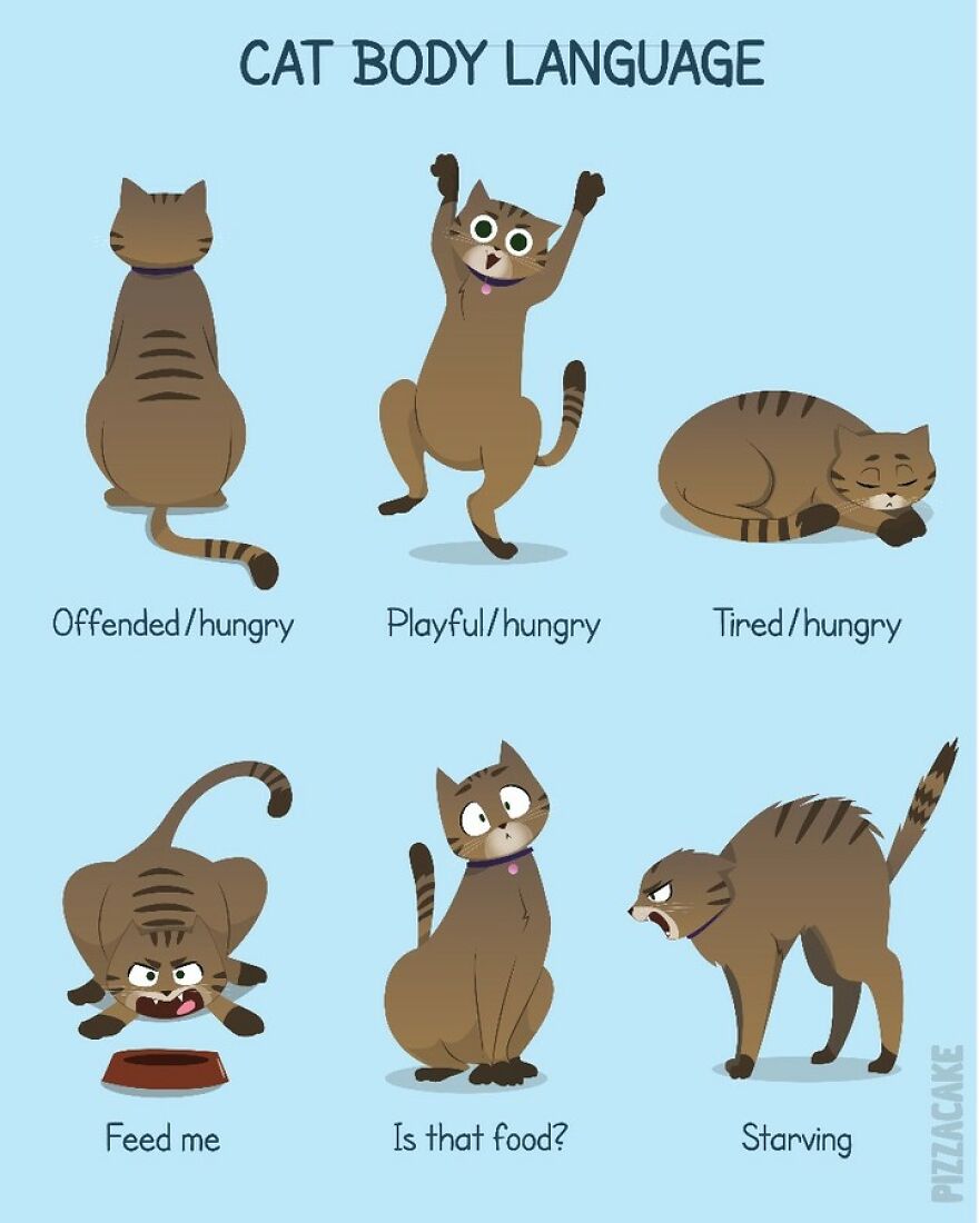 Artist Illustrates In A Fun Way Everyday Life With Her Family And An Adorable Adopted Cat