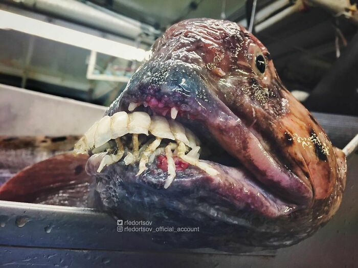 "Wolffish vs. Isopod. Interesting Situation"