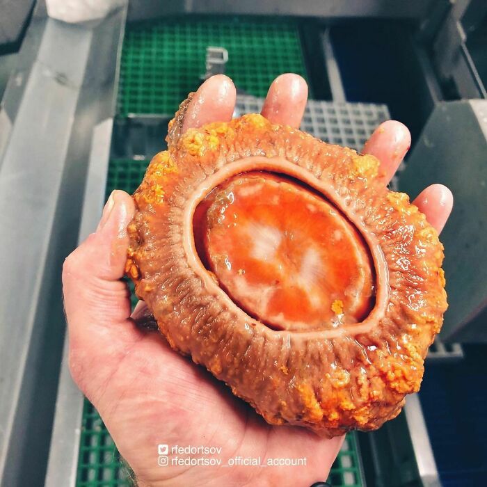 "I Don’t Know What It Was... Maybe Sea Anemone. Looks Pretty And Unusual. Soft To The Touch"