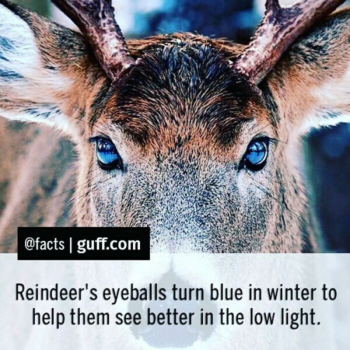 Close-up of a reindeer with blue eyeballs in winter, illustrating interesting facts about our world and animal adaptations.