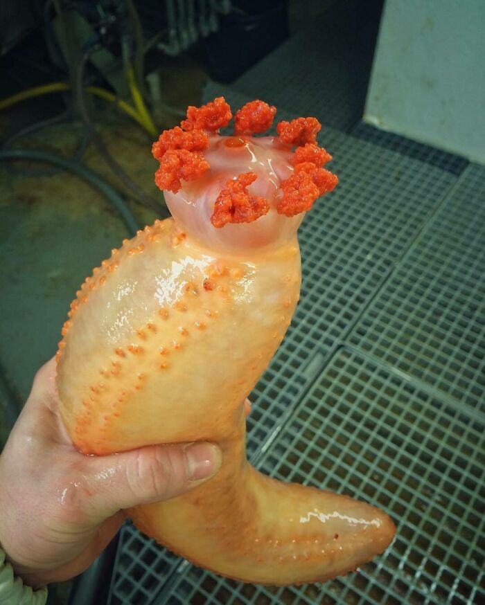 "Romantic Nonsense From The Bottom Of The Sea"