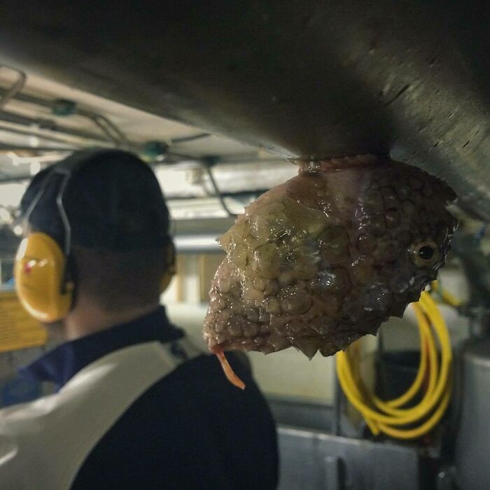 "Nothing Special, Just A Fish On The Pipe"