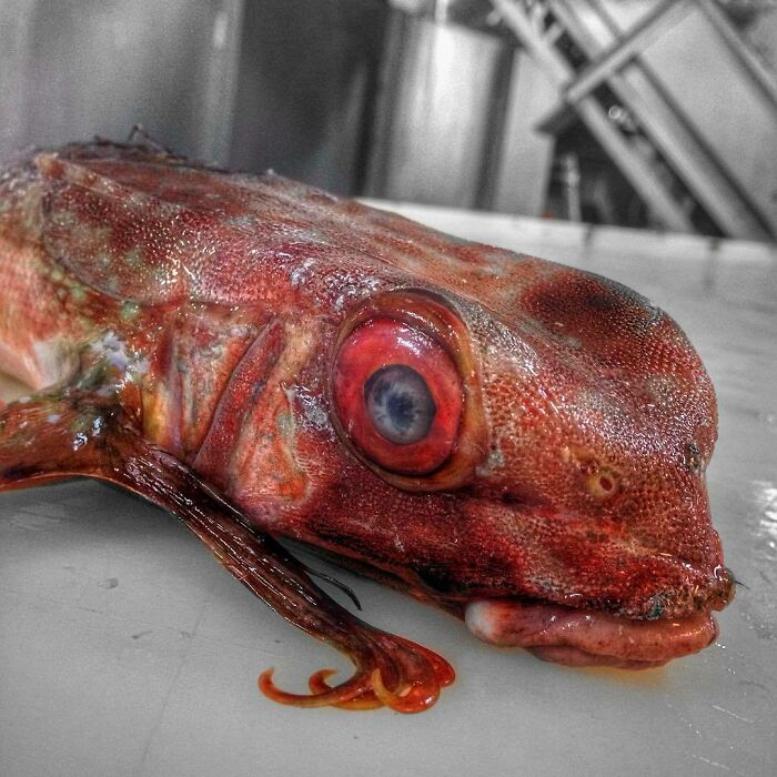 "Flying Fish. Caught In In Morocco’s Fishing Zone"