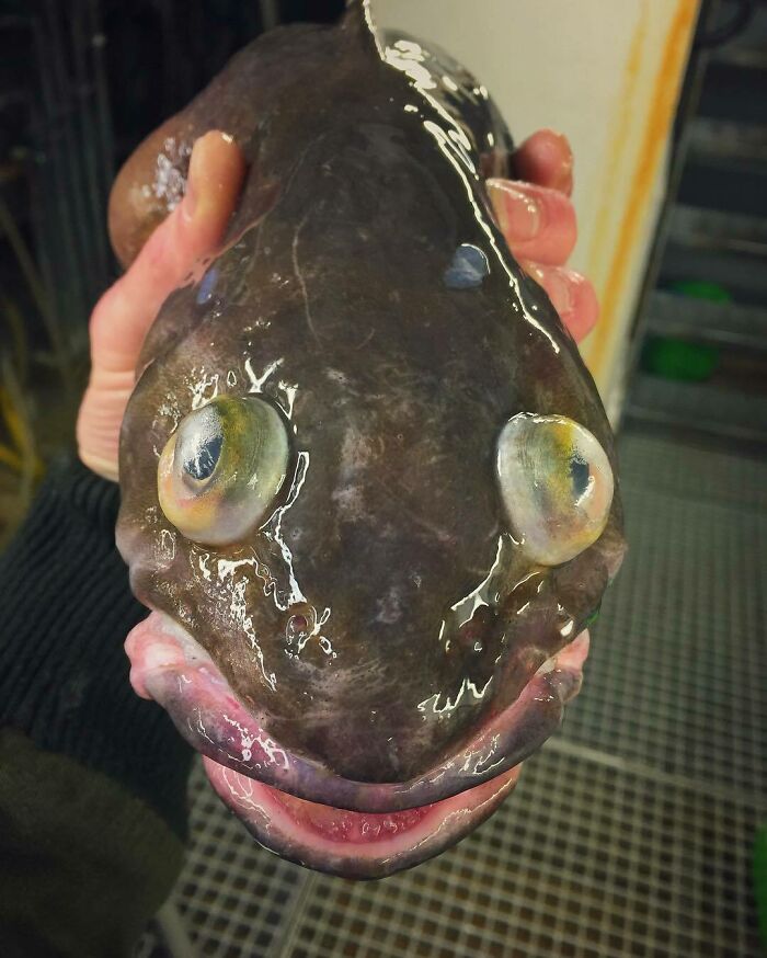 "This Fish That Stares Right Into You"