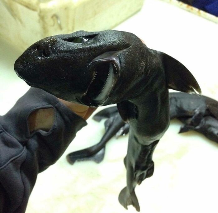 "Little "Black" Shark. Caught In The Atlantic Ocean"